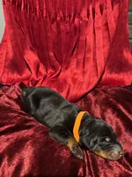 Whitney, a female Doberman Pinscher for sale in Cincinnati, OH – 8 of 9