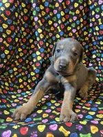 Mariah , a female Doberman Pinscher for sale in Cincinnati, OH – 5 of 9