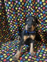 Prince, a male Doberman Pinscher for sale in Cincinnati, OH – 2 of 9