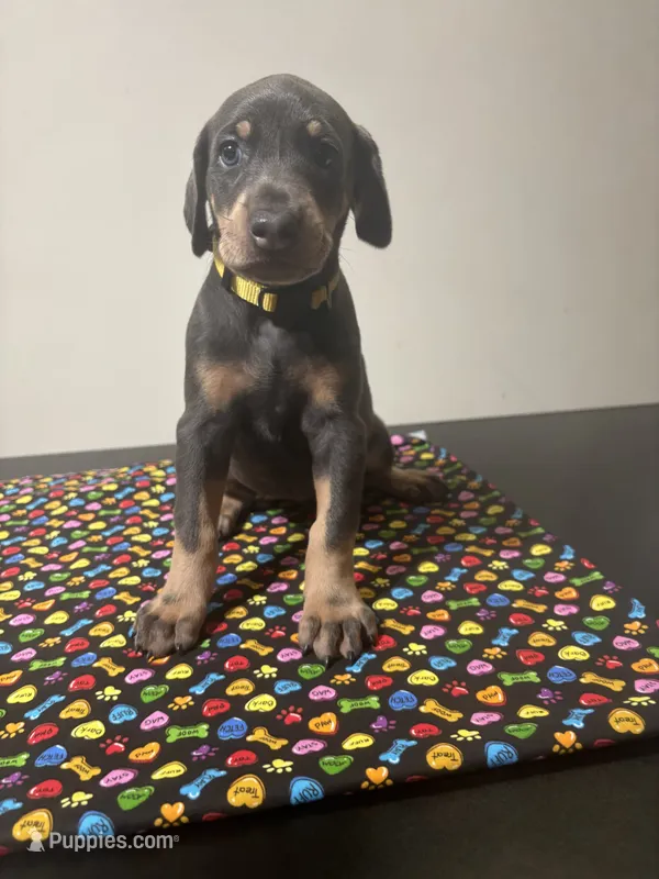 Janet  – Doberman Pinscher puppy for sale in Cincinnati, OH