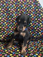 Prince, a male Doberman Pinscher for sale in Cincinnati, OH – 6 of 9