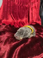 Janet Jackson, a female Doberman Pinscher for sale in Cincinnati, OH – 8 of 10