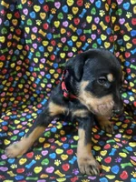 Michael Jackson, a male Doberman Pinscher for sale in Cincinnati, OH – 6 of 10