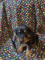 Whitney, a female Doberman Pinscher for sale in Cincinnati, OH – 5 of 9