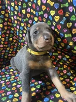 Janet Jackson, a female Doberman Pinscher for sale in Cincinnati, OH – 1 of 10