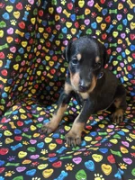 Prince, a male Doberman Pinscher for sale in Cincinnati, OH – 5 of 9
