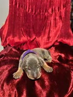 Mariah , a female Doberman Pinscher for sale in Cincinnati, OH – 7 of 9
