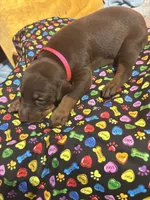 Beyonce , a female Doberman Pinscher for sale in Cincinnati, OH – 6 of 8