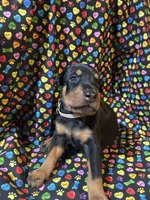 Patti, a female Doberman Pinscher for sale in Cincinnati, OH – 6 of 9