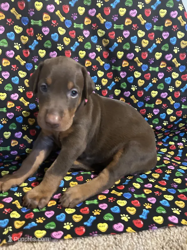 Beyonce  – Doberman Pinscher puppy on hold in Cincinnati, OH