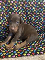 Beyonce , a female Doberman Pinscher for sale in Cincinnati, OH – 1 of 8