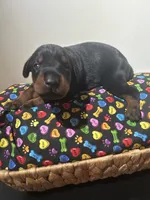 Anita Baker, a female Doberman Pinscher for sale in Cincinnati, OH – 7 of 10