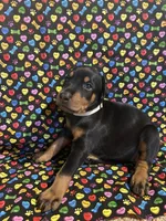 Patti, a female Doberman Pinscher for sale in Cincinnati, OH – 4 of 9