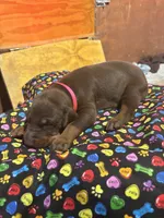 Beyonce , a female Doberman Pinscher for sale in Cincinnati, OH – 5 of 8
