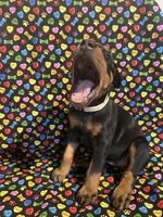 Patti, a female Doberman Pinscher for sale in Cincinnati, OH – 3 of 9