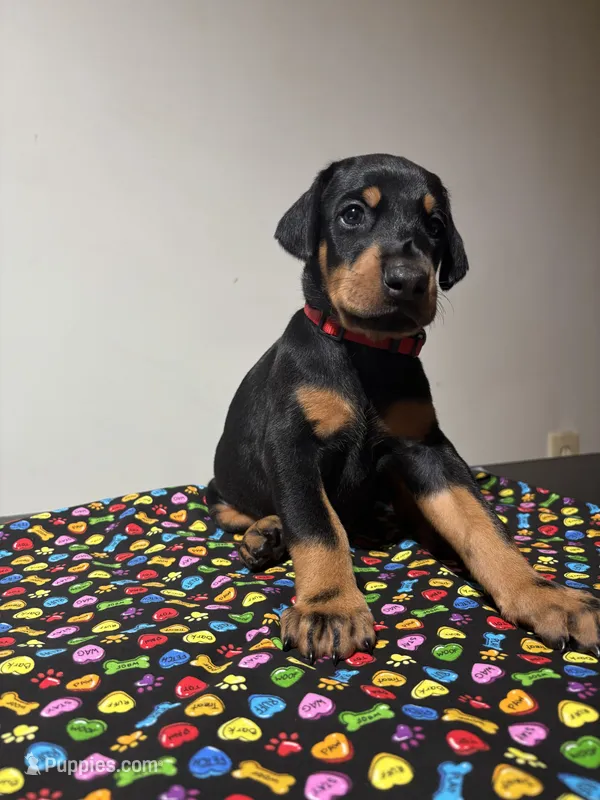 Michael  – Doberman Pinscher puppy for sale in Cincinnati, OH