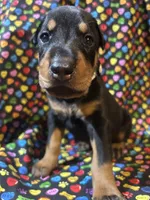 Patti, a female Doberman Pinscher for sale in Cincinnati, OH – 5 of 9