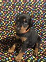 Whitney, a female Doberman Pinscher for sale in Cincinnati, OH – 4 of 9