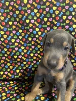 Mariah , a female Doberman Pinscher for sale in Cincinnati, OH – 3 of 9