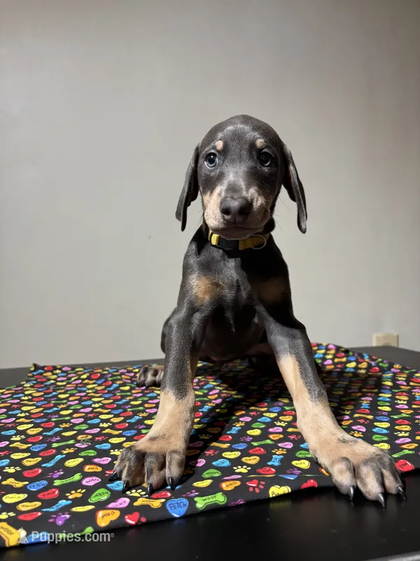 Janet  – Doberman Pinscher puppy for sale in Cincinnati, OH