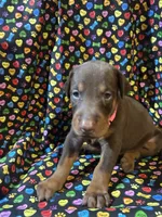 Beyonce , a female Doberman Pinscher for sale in Cincinnati, OH – 3 of 8