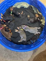 Janet Jackson, a female Doberman Pinscher for sale in Cincinnati, OH – 9 of 10