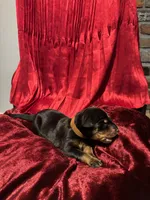 Patti, a female Doberman Pinscher for sale in Cincinnati, OH – 7 of 9
