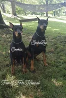 Janet Jackson, a female Doberman Pinscher for sale in Cincinnati, OH – 10 of 10