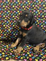 Michael Jackson, a male Doberman Pinscher for sale in Cincinnati, OH – 1 of 10