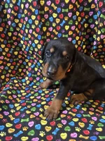 Whitney, a female Doberman Pinscher for sale in Cincinnati, OH – 2 of 9