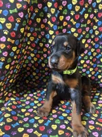 Anita Baker, a female Doberman Pinscher for sale in Cincinnati, OH – 5 of 10