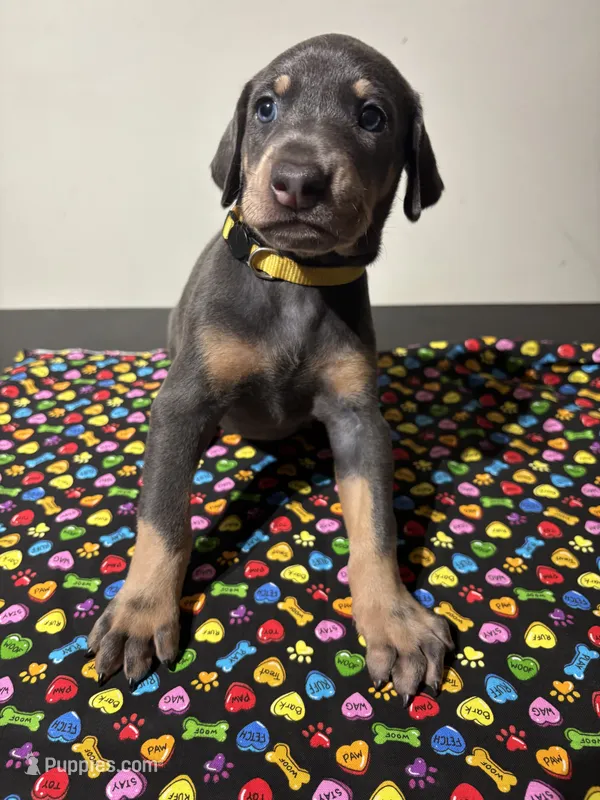 Janet  – Doberman Pinscher puppy for sale in Cincinnati, OH