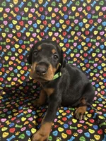 Anita Baker, a female Doberman Pinscher for sale in Cincinnati, OH – 6 of 10