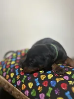 Anita Baker, a female Doberman Pinscher for sale in Cincinnati, OH – 8 of 10