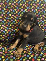 Michael Jackson, a male Doberman Pinscher for sale in Cincinnati, OH – 3 of 10