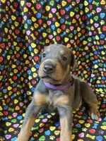 Mariah , a female Doberman Pinscher for sale in Cincinnati, OH – 6 of 9