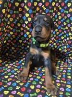 Anita Baker, a female Doberman Pinscher for sale in Cincinnati, OH – 4 of 10
