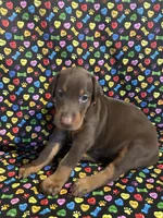 Beyonce , a female Doberman Pinscher for sale in Cincinnati, OH – 2 of 8