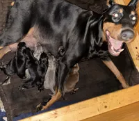 Beyonce , a female Doberman Pinscher for sale in Cincinnati, OH – 8 of 8