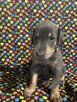 Janet Jackson, a female Doberman Pinscher for sale in Cincinnati, OH – 3 of 10