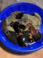 Mariah , a female Doberman Pinscher for sale in Cincinnati, OH – 8 of 9