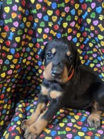 Michael Jackson, a male Doberman Pinscher for sale in Cincinnati, OH – 4 of 10
