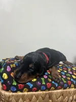 Michael Jackson, a male Doberman Pinscher for sale in Cincinnati, OH – 7 of 10