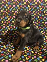 Anita Baker, a female Doberman Pinscher for sale in Cincinnati, OH – 2 of 10
