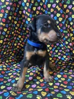 Prince, a male Doberman Pinscher for sale in Cincinnati, OH – 7 of 9