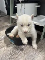 Mischief , a male Siberian Husky for sale in Clemmons, NC – 2 of 3