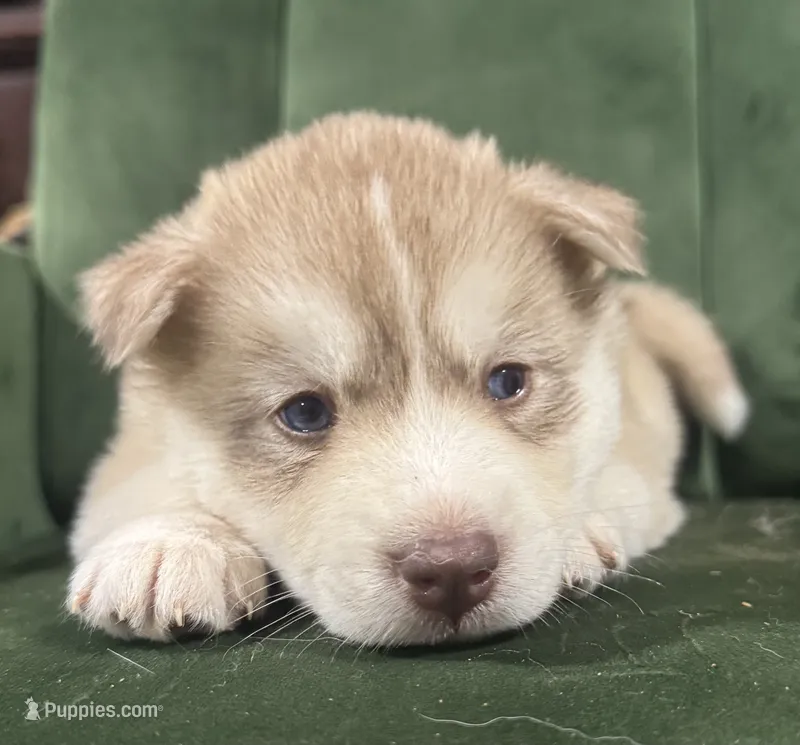 No name – Siberian Husky puppy on hold in Clemmons, NC
