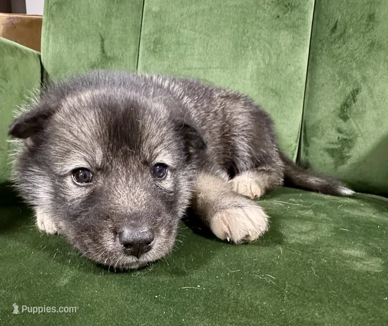 No name  – Siberian Husky puppy for sale in Clemmons, NC