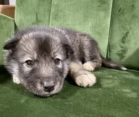 No name , a male Siberian Husky for sale in Clemmons, NC – 1 of 3
