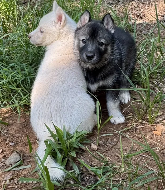 Suki  – Siberian Husky puppy for sale in Clemmons, NC